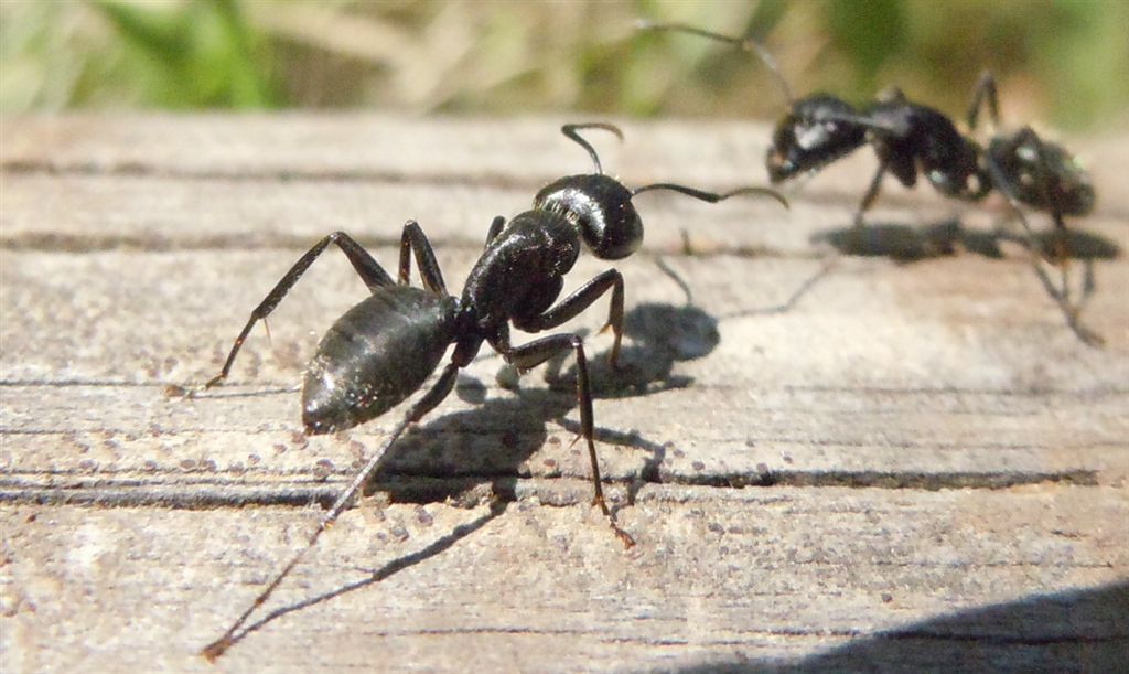 Camponotus vagus